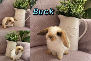 6 pure bred mini lops for sale! - ready for collection now! :)