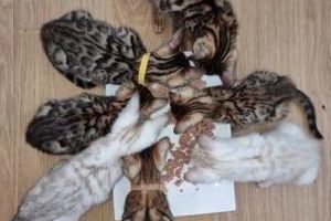 7 Beautiful Pure Bengal kittens for sale