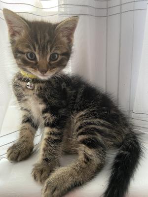 9 week old male kitten for rehome | UKPets