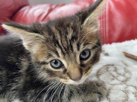 9 week old male kitten for rehome | UKPets