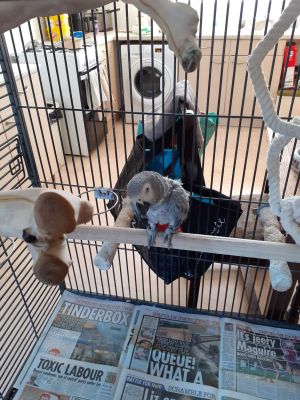 african-grey For Sale in Lodon