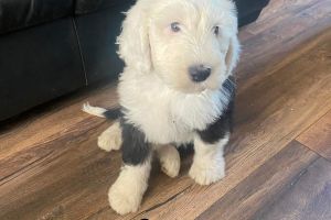 Cute Old English Sheepdog For Sale
