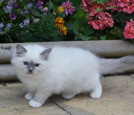 Ragdoll For Sale in Great Britain