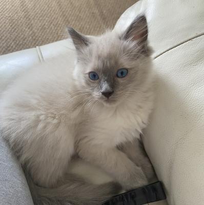 Beautiful female bluepoint Ragdoll kitten for sale | UKPets