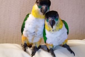 Parrot For Sale in the UK