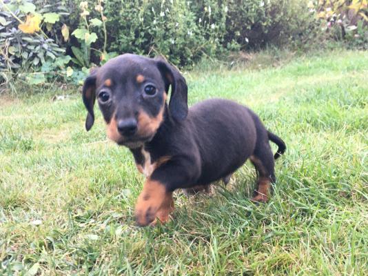Dachshund for Rehoming