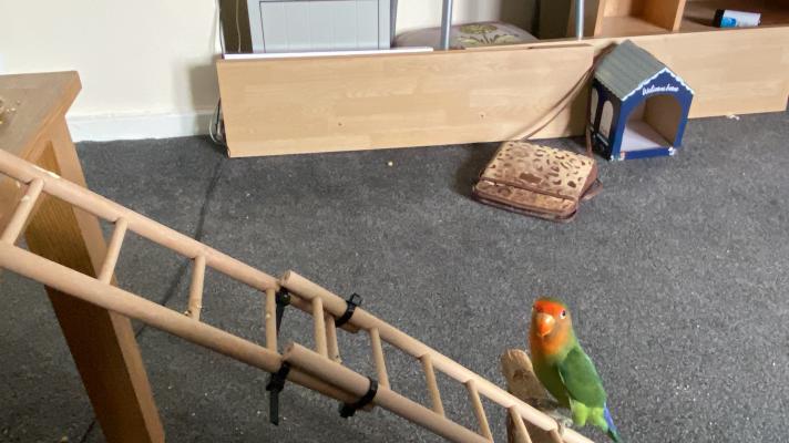Lovebird For Sale in Great Britain