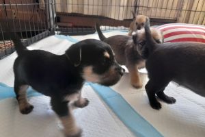 6 adorable pups for sale