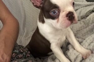 Boston Terriers For Sale