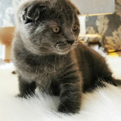 Munchkin Cats and Kittens For Adoption & Rehome in the UK