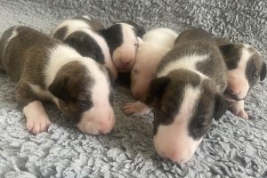 English Bull Terriers For Sale