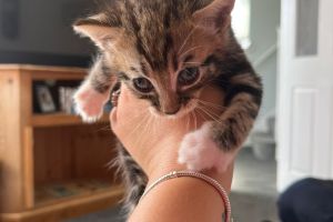 Tabby for Rehoming