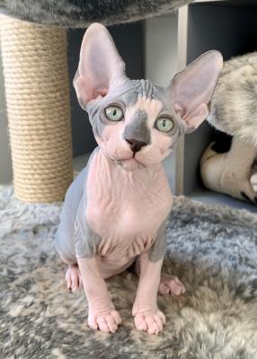 Canadian Sphynx Kittens - TICA Registered | UKPets