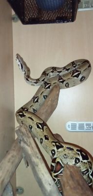 Boa Snake For Sale in Lodon