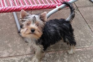 Yorkshire Terriers for Rehoming