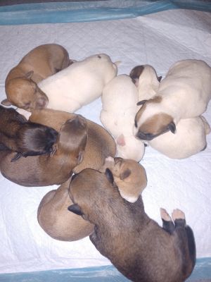 Mixed Breed For Sale