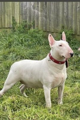 English bull terrier puppy for sale | UKPets