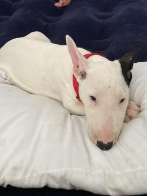 Cute English Bull Terrier For Sale
