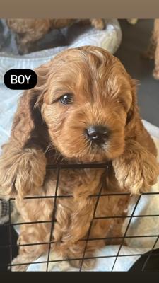 Cavapoo For Sale in Great Britain