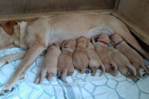 Golden Labrador puppies for sale