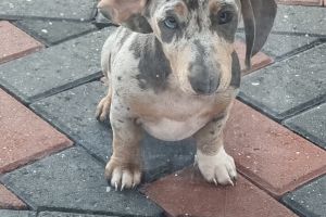 Dachshunds for Rehoming
