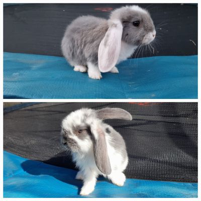 French Lop For Sale