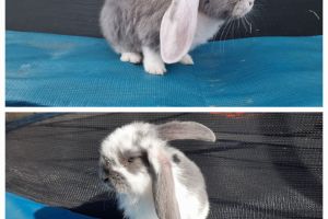 French Lop For Sale