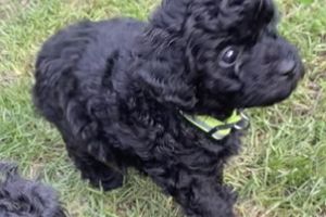 Toy Poodle for Rehoming