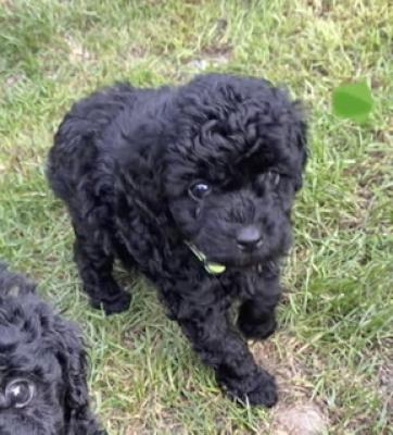 Toy Poodle for Rehoming