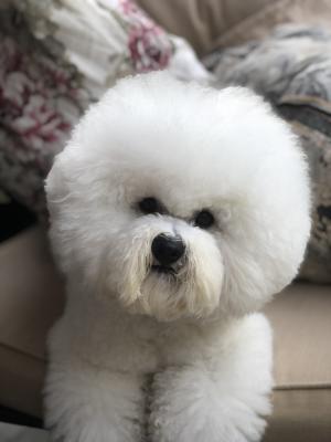 Bichon Frises for Rehoming