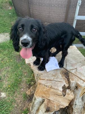 Cocker Spaniels for Rehoming