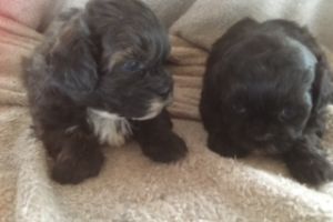 Shih-poo For Sale in Great Britain
