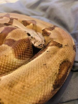 Boa Snakes for Rehoming