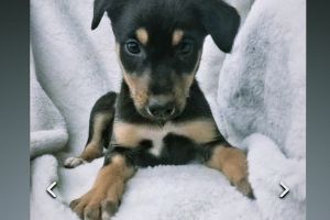 Lurcher puppy for sale