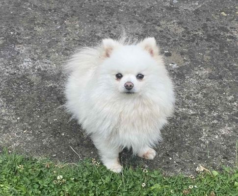 Pomeranian Female, White 