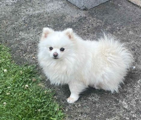 Pomeranian female, white | UKPets