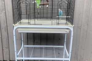 Available Budgies