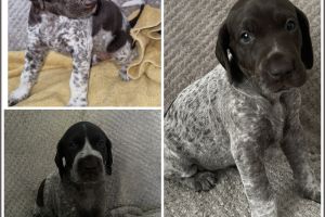 German Shorthaired Pointer For Sale
