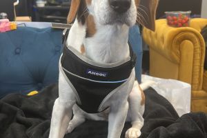 Beagle Online Ad