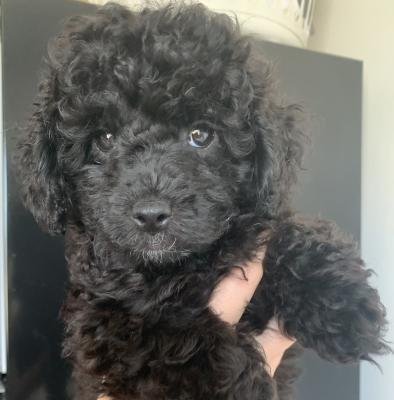 Available Toy Poodles
