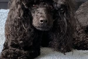 Toy Poodle Online Ad