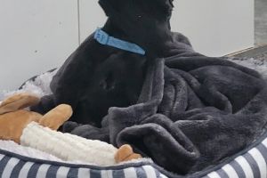 Patterdale Terrier For Sale in Lodon