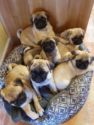 Beautiful Pug puppies for sale | UKPets