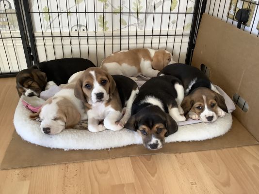 Beagle for Rehoming