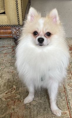 MOST PRIZED COLOURING POMERANIAN AVAILABLE FOR STUD | UKPets