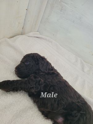 Labradoodle Dogs Breed