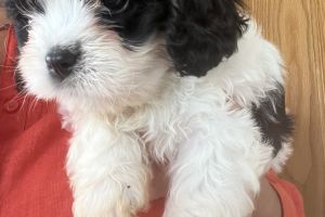 Cavachon for Rehoming