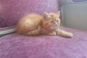 Persian For Sale in the UK