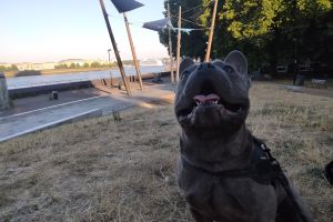 French Bulldog For Stud in the UK