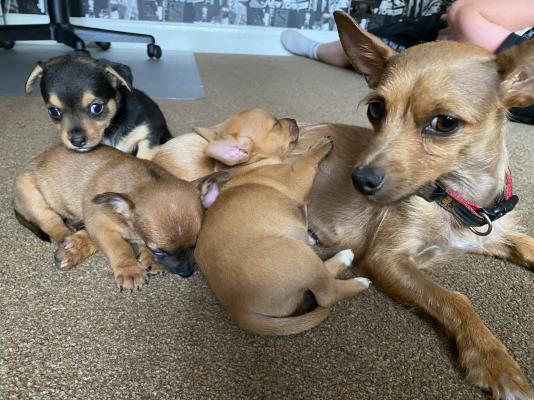 3 female Chorkie’s, each different colours | UKPets